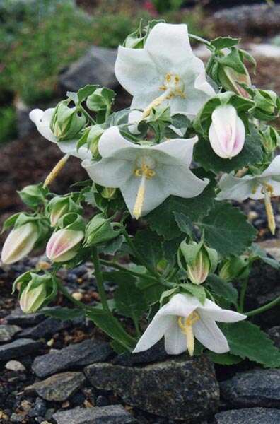 Слика од Campanula troegerae Damboldt