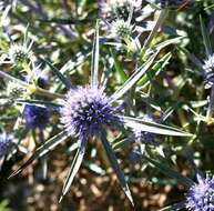 Image of amethyst eryngo