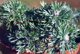 Слика од Rhodanthemum hosmariense (Ball) B. H. Wilcox, K. Bremer & C. J. Humphries