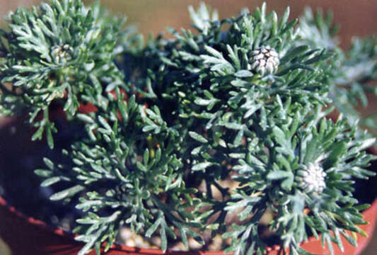 Слика од Rhodanthemum hosmariense (Ball) B. H. Wilcox, K. Bremer & C. J. Humphries