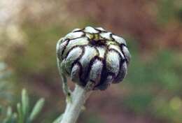 Слика од Rhodanthemum hosmariense (Ball) B. H. Wilcox, K. Bremer & C. J. Humphries