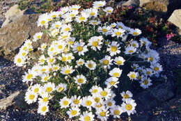 Слика од Rhodanthemum hosmariense (Ball) B. H. Wilcox, K. Bremer & C. J. Humphries