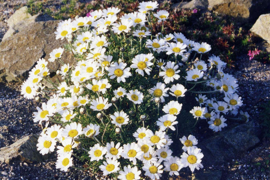 Слика од Rhodanthemum hosmariense (Ball) B. H. Wilcox, K. Bremer & C. J. Humphries