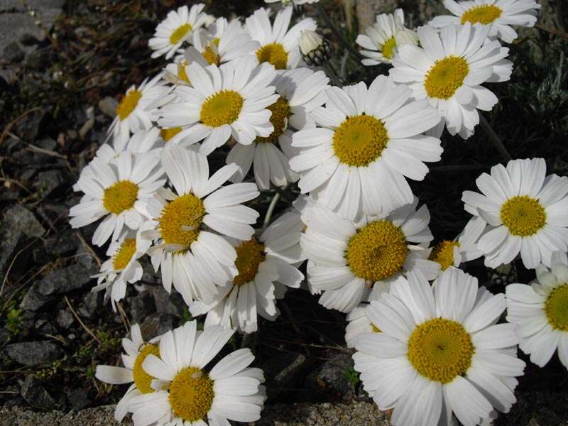 Слика од Rhodanthemum hosmariense (Ball) B. H. Wilcox, K. Bremer & C. J. Humphries