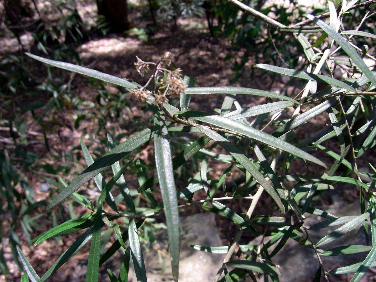 Image de Pittosporum bicolor Hook.