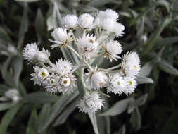 Image of Three-nerved Pearly Everlasting