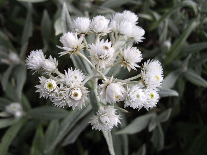 Image of Three-nerved Pearly Everlasting