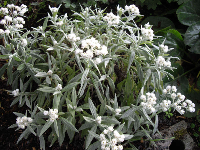 Image of Three-nerved Pearly Everlasting