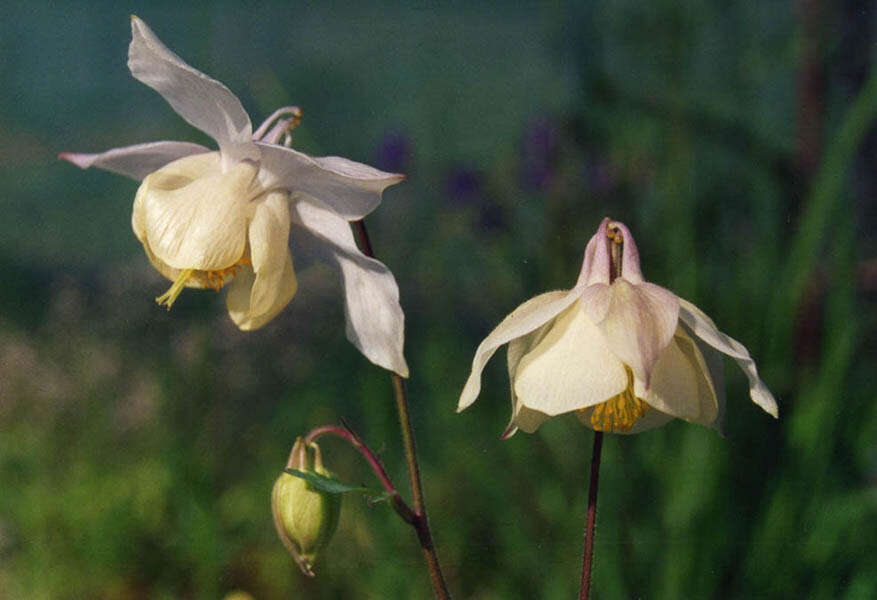 Image of Aquilegia fragrans Benth.