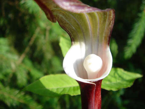 Plancia ëd Arisaema sikokianum Franch. & Sav.