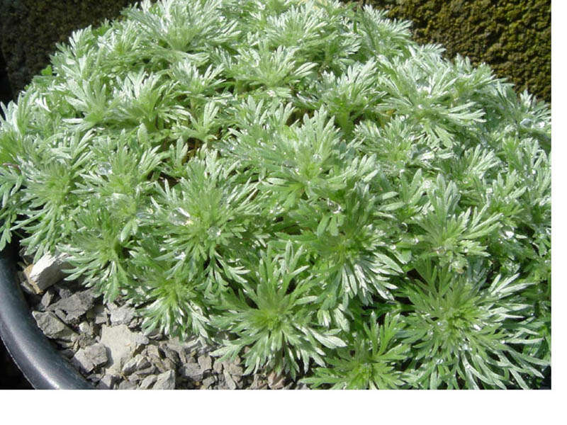 Image of Artemisia schmidtiana Maxim.