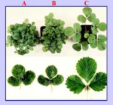 Image de Strawberry vein banding virus