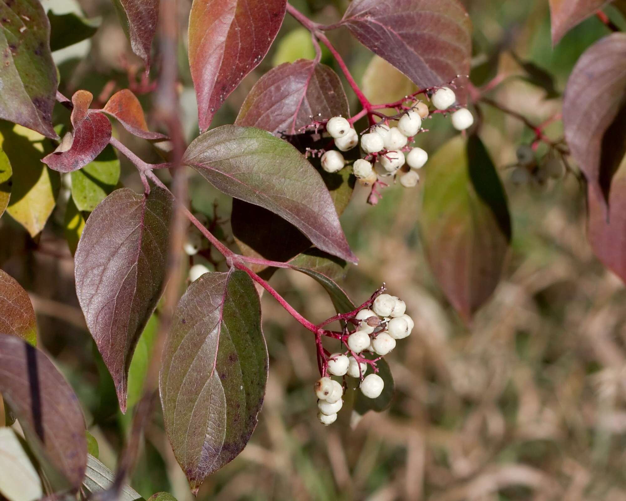 Image of Red-Barked Dogwood