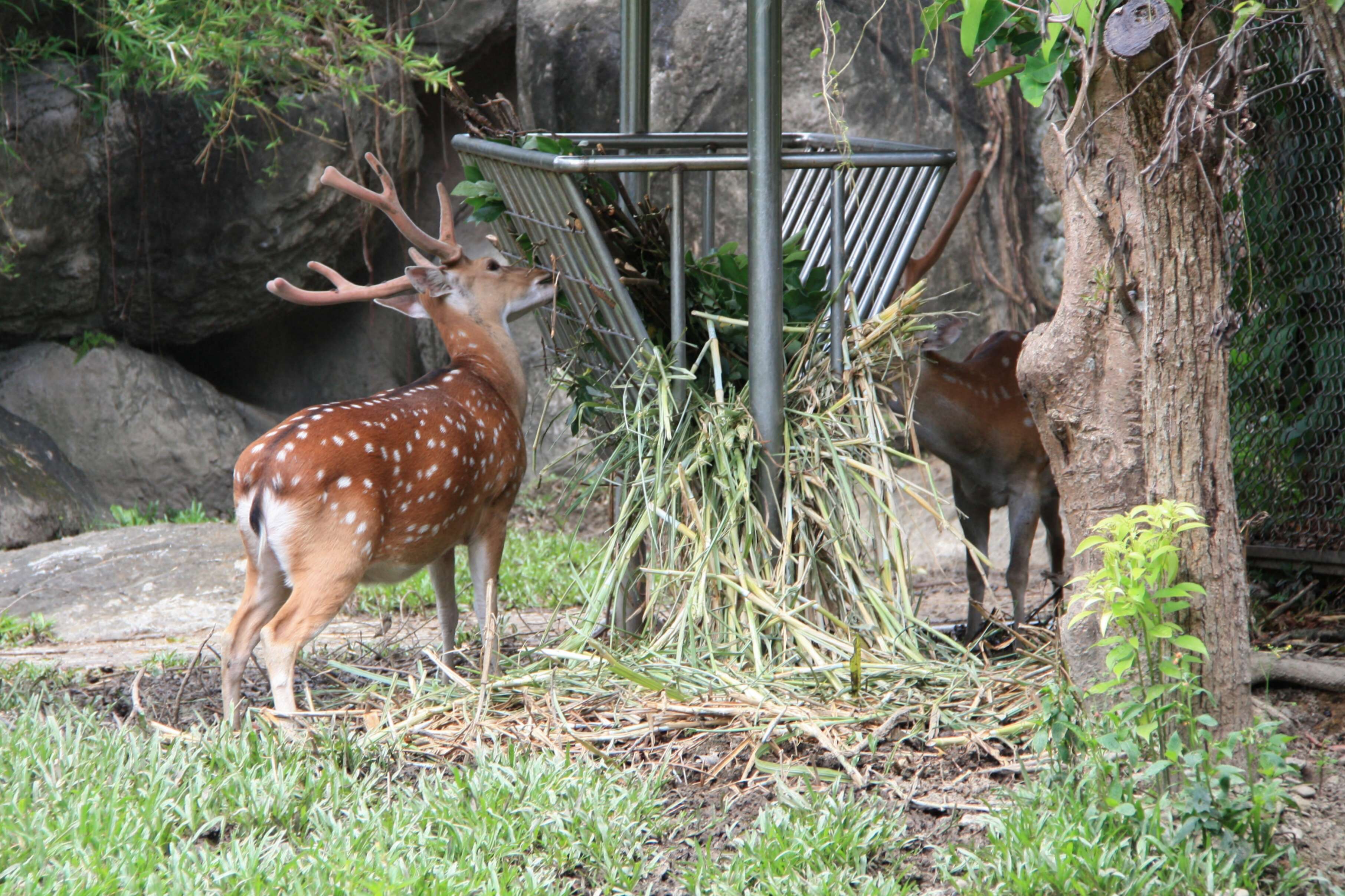 Image of Formosan sika deer