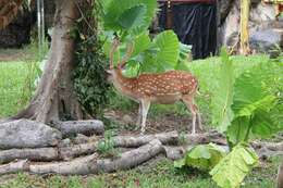 Image of Formosan sika deer