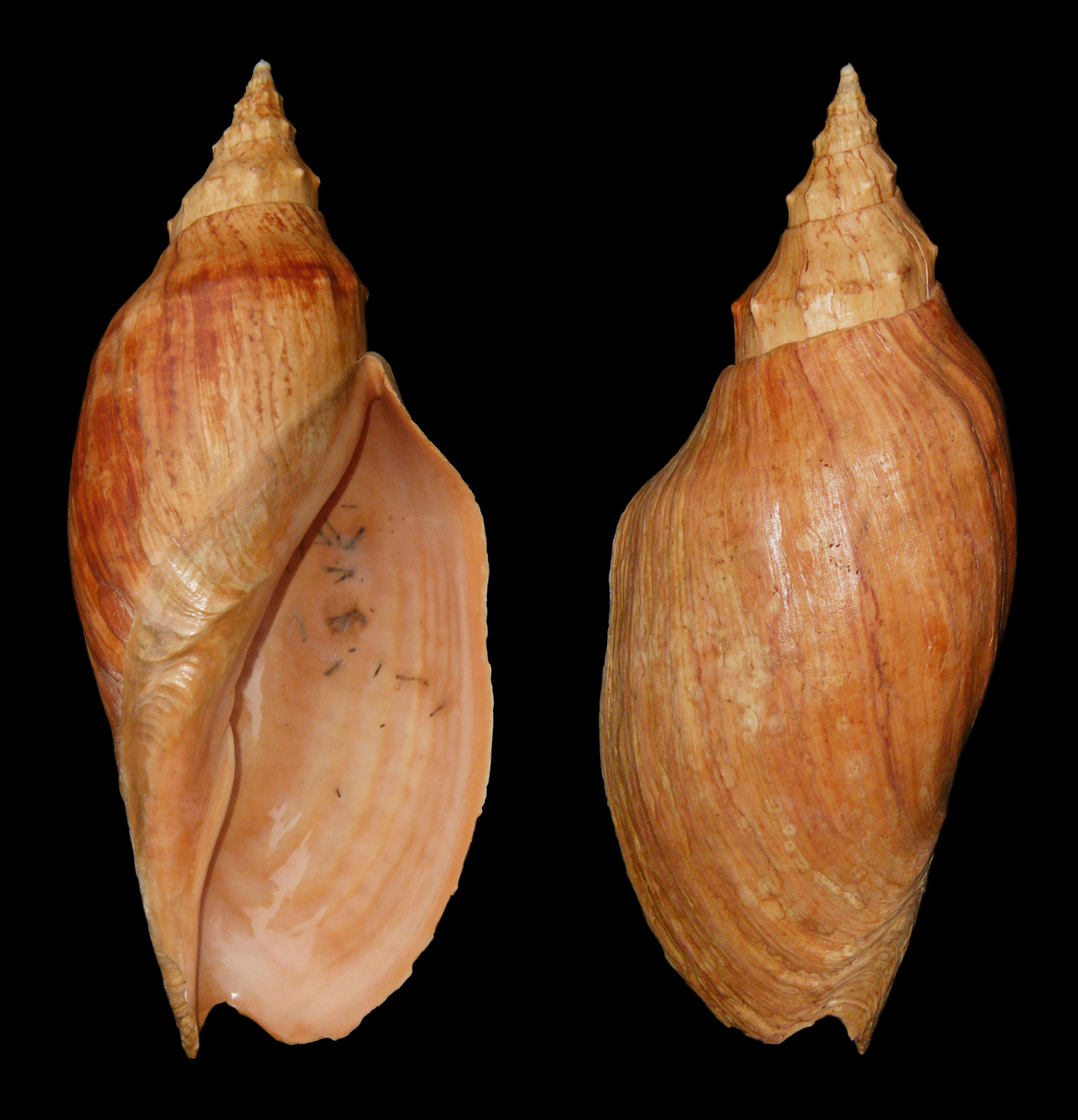 Image of Adelomelon beckii (Broderip 1836)