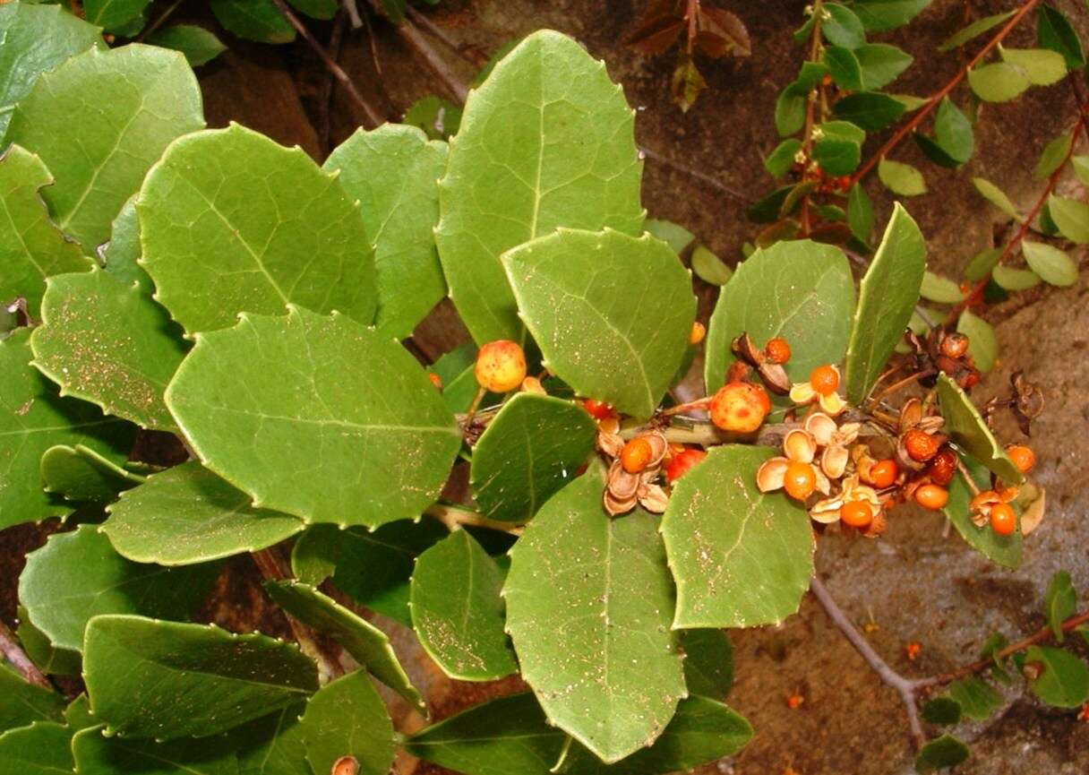 Image of Gymnosporia procumbens (L. fil.) Loes.