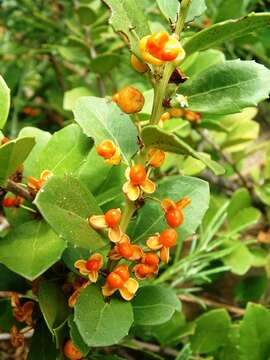 Image of Gymnosporia procumbens (L. fil.) Loes.