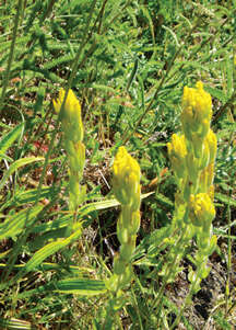 Image of golden Indian paintbrush