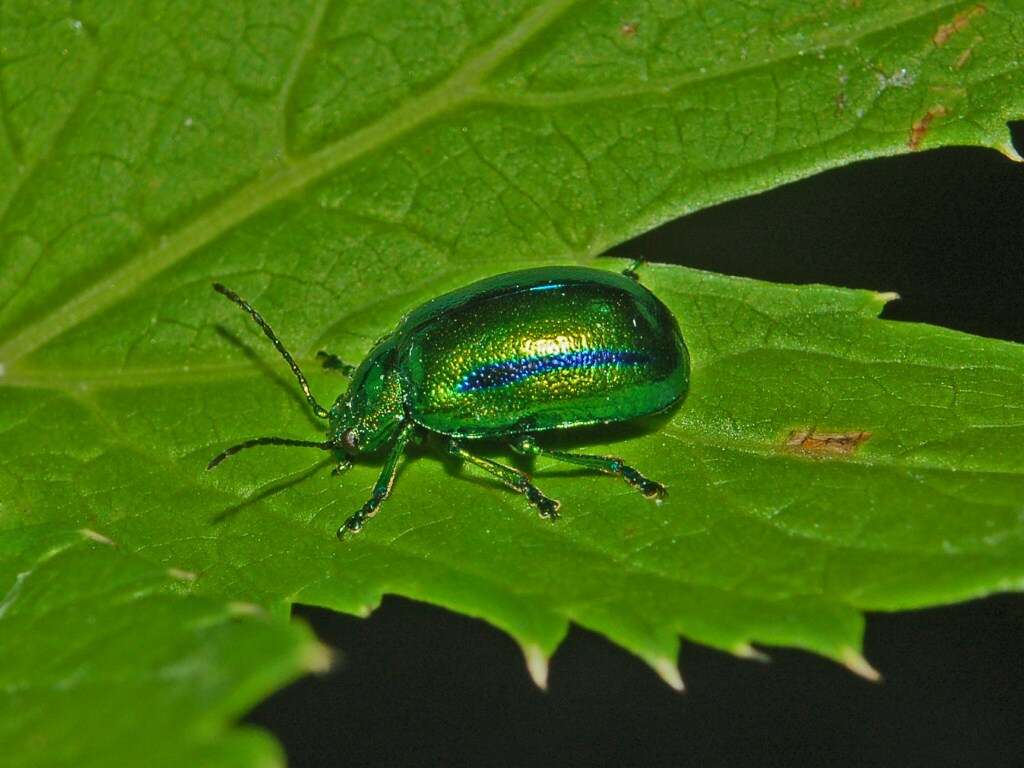 Image of Oreina gloriosa