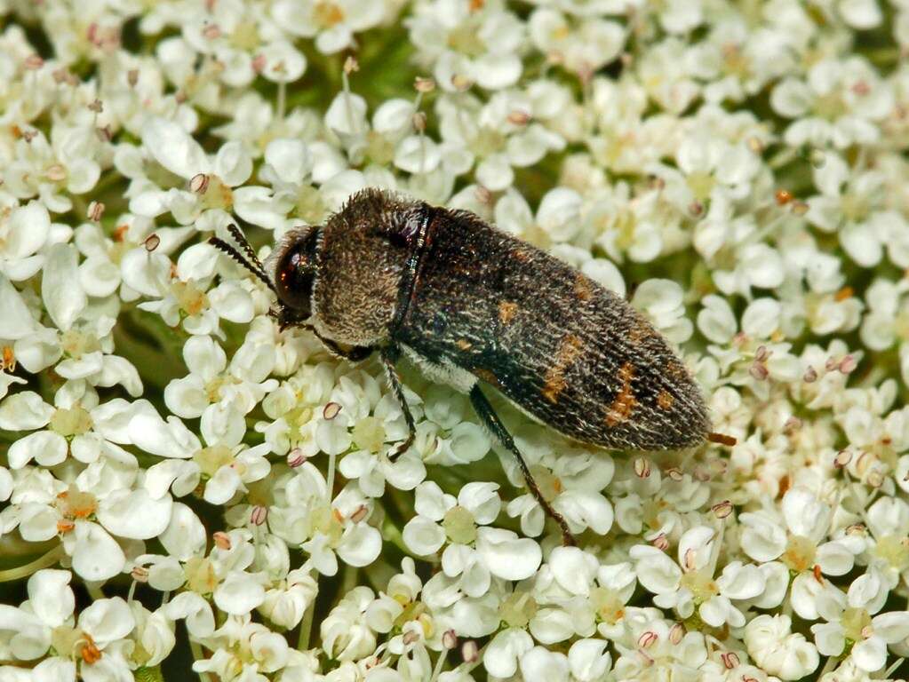 Image of Acmaeoderella flavofasciata (Piller & Mitterpacher 1783)