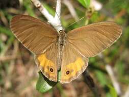 Image of Hypocysta pseudirius