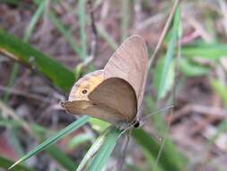 Image of Hypocysta pseudirius