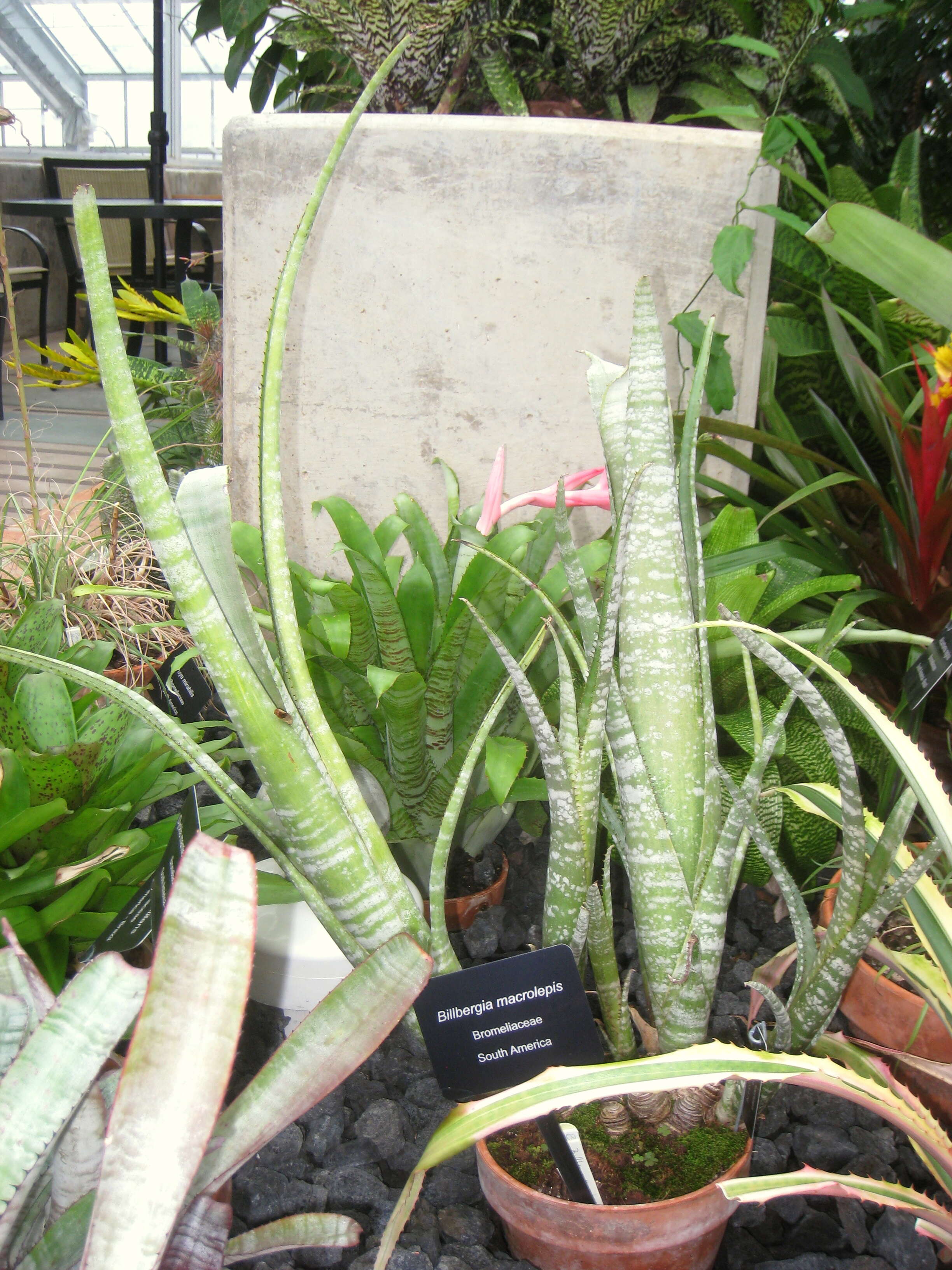 Billbergia macrolepis L. B. Sm.的圖片