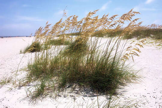 Image of seaoats