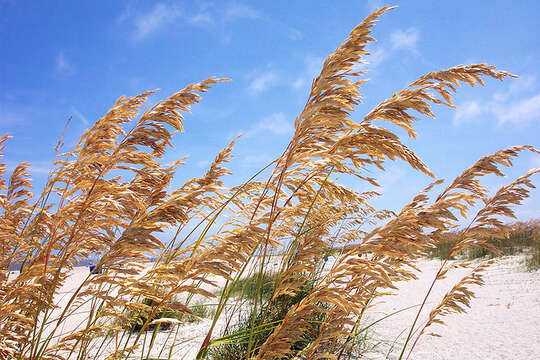 Image of seaoats