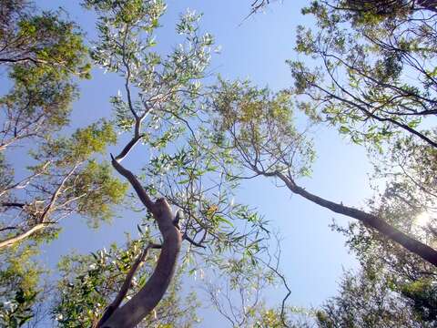 Image of Eucalyptus imlayensis M. D. Crisp & M. I. H. Brooker