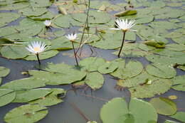 Image of Blue Egyptian lotus