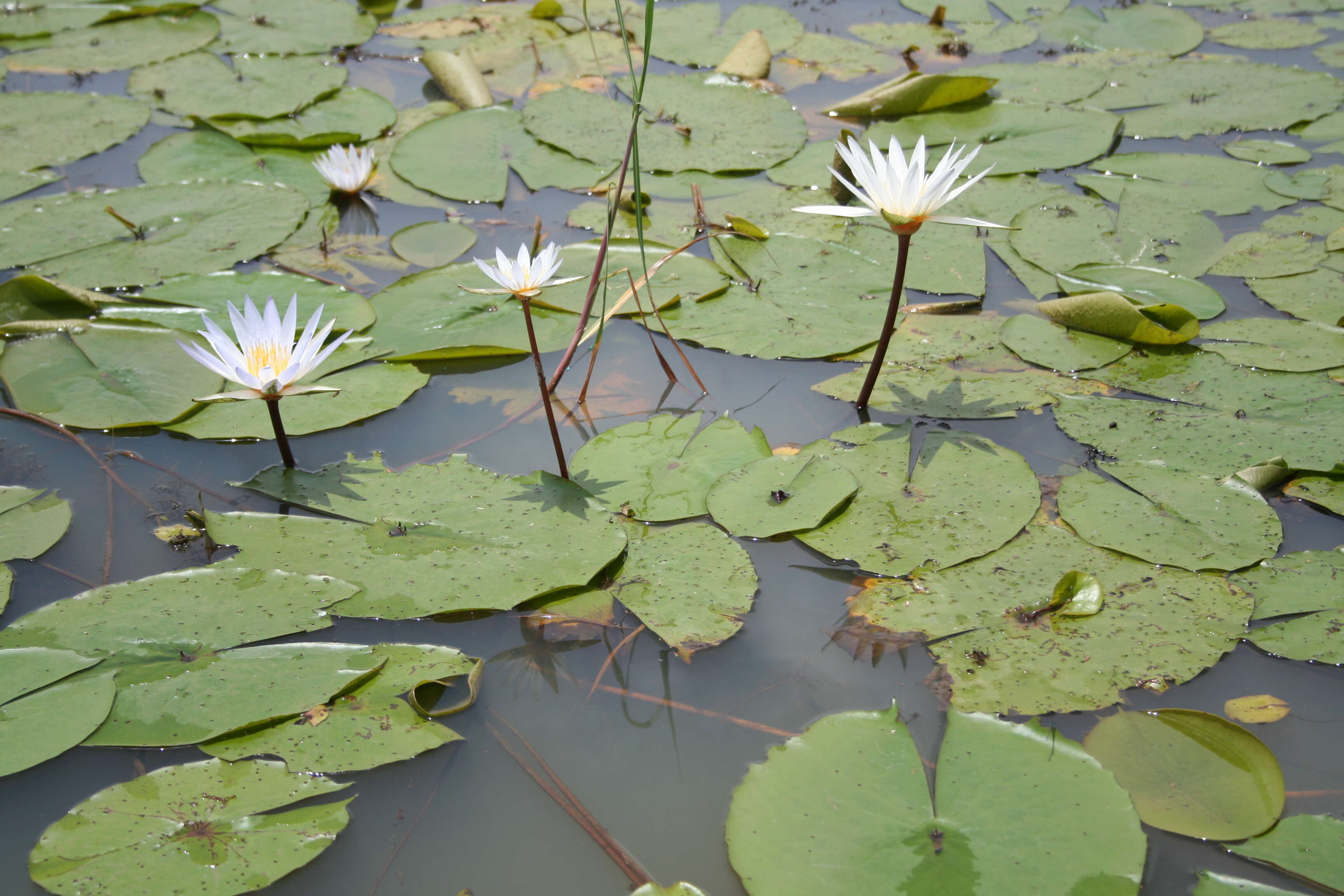 Image of Blue Egyptian lotus