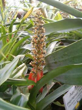 Image of Aechmea mertensii (G. Mey.) Schult. & Schult. fil.