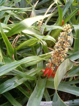 Image of Aechmea mertensii (G. Mey.) Schult. & Schult. fil.