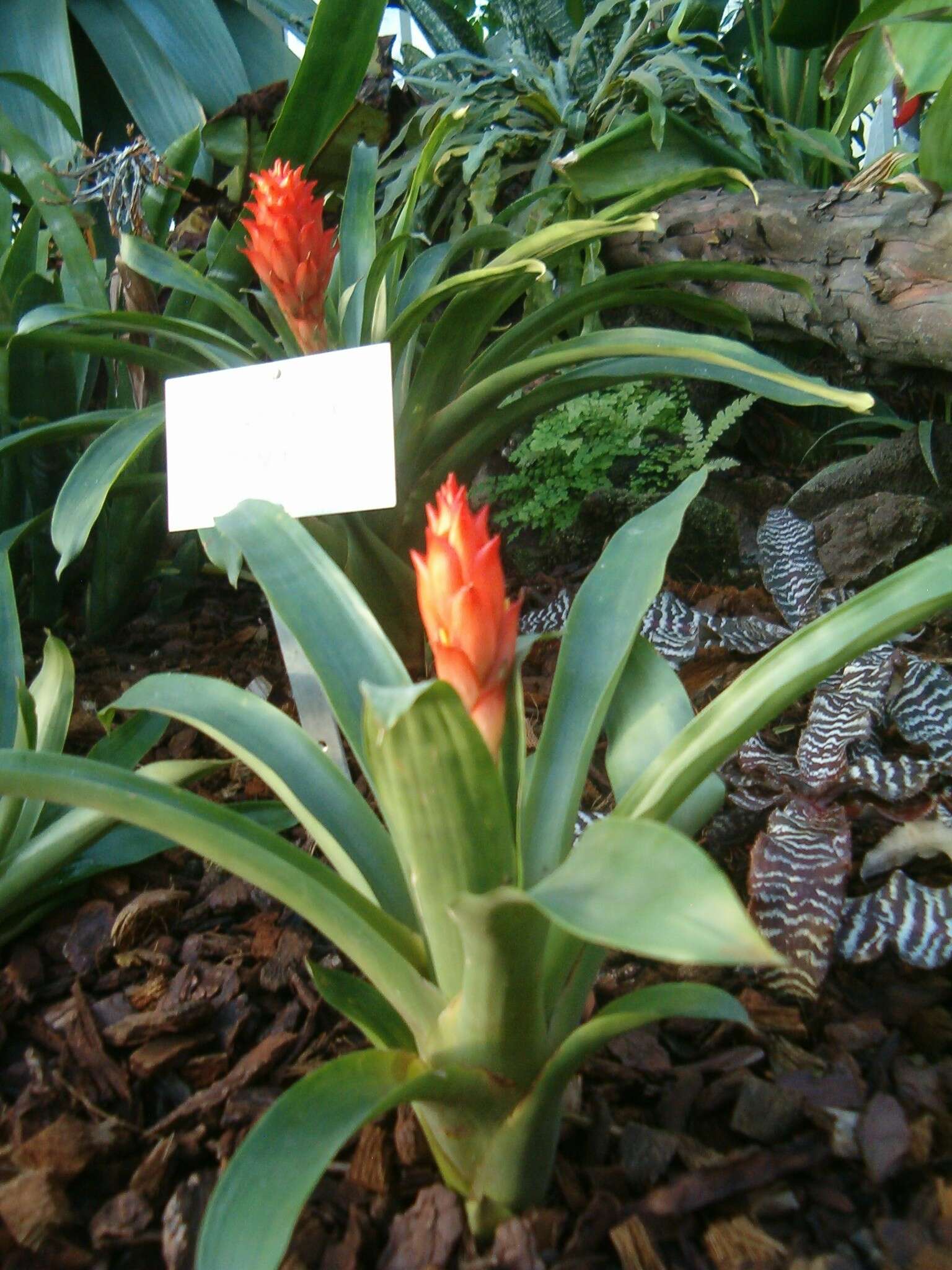 صورة Guzmania osyana (É. Morren) Mez