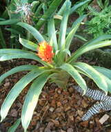 صورة Guzmania osyana (É. Morren) Mez