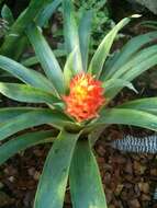 صورة Guzmania osyana (É. Morren) Mez