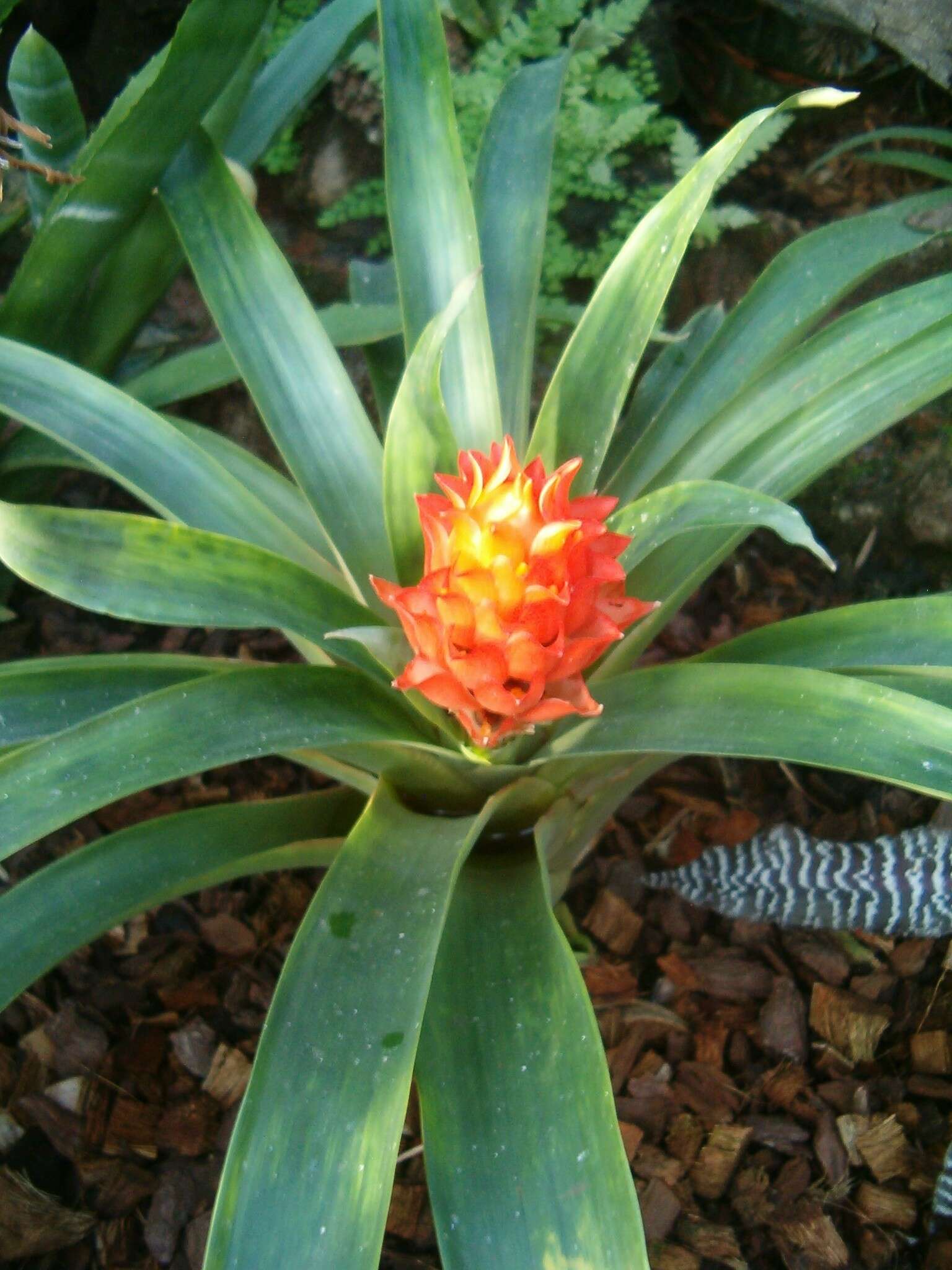 صورة Guzmania osyana (É. Morren) Mez