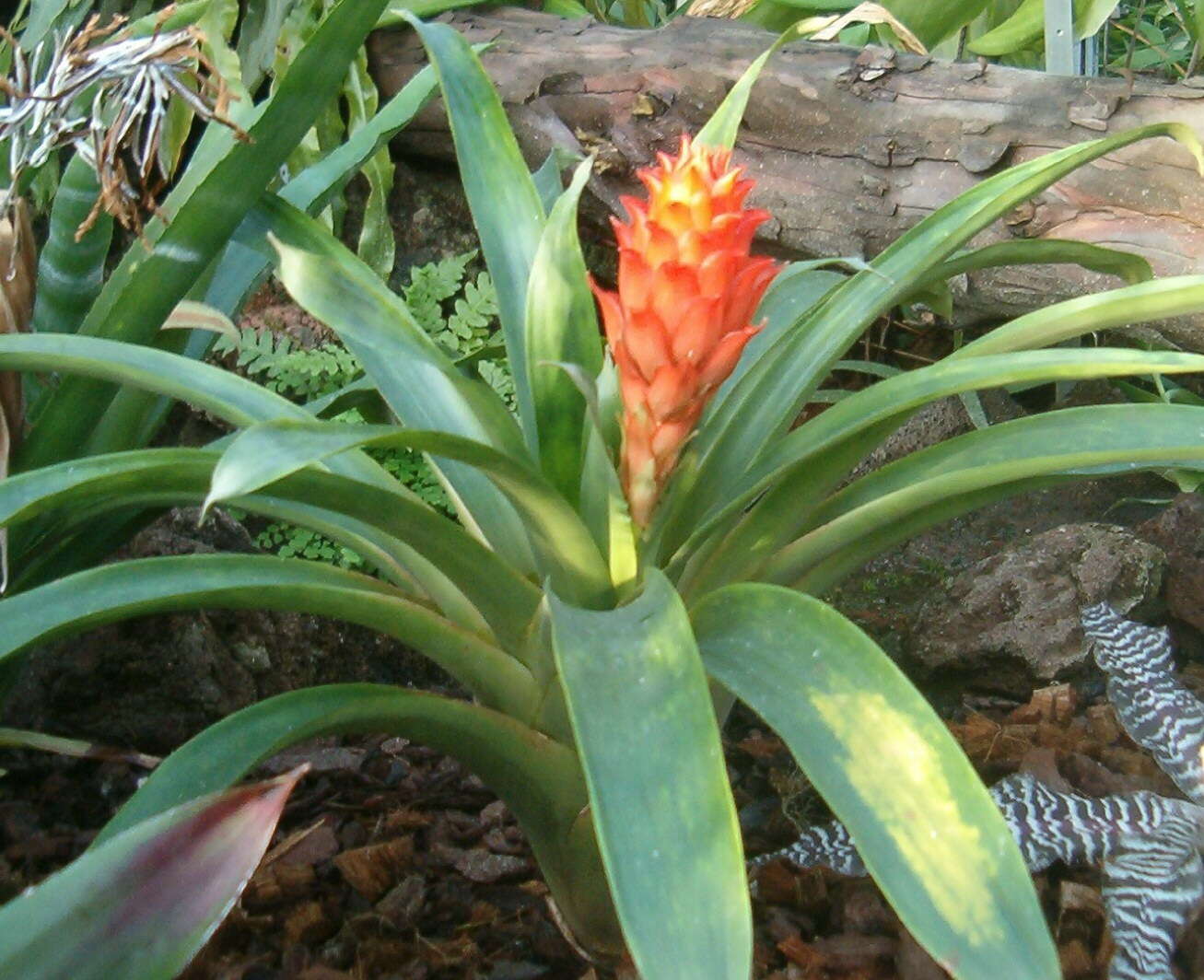 صورة Guzmania osyana (É. Morren) Mez