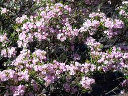 Image of Mount Imlay Boronia