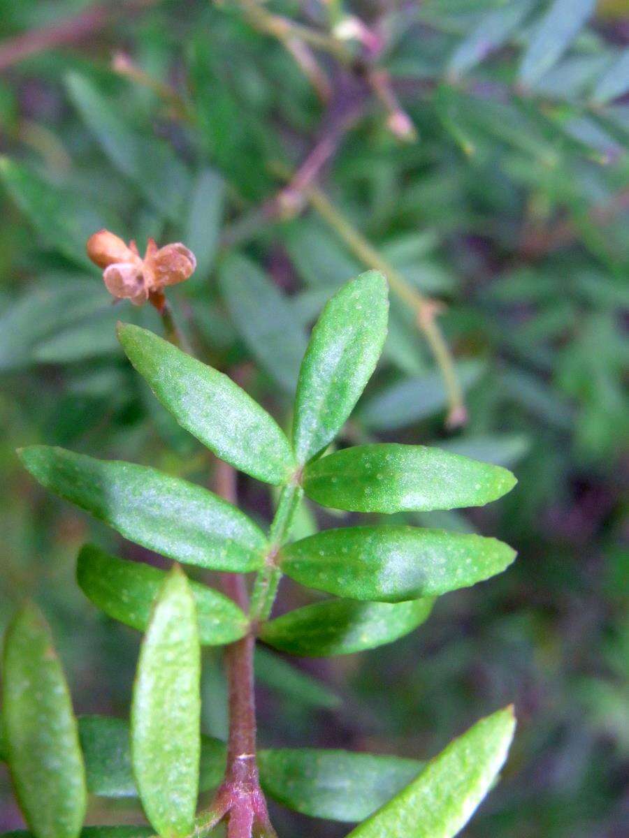 Image of Mount Imlay Boronia