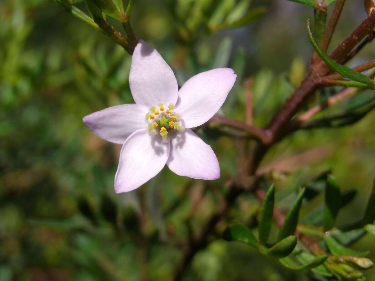 Image of Mount Imlay Boronia