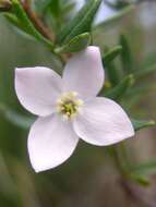 Image of Mount Imlay Boronia