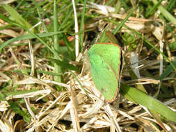 Plancia ëd Callophrys rubi (Linnaeus 1758)