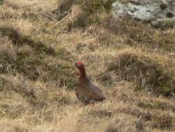 Image of Red Grouse