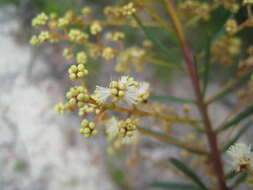 Imagem de Acacia linifolia (Vent.) Willd.