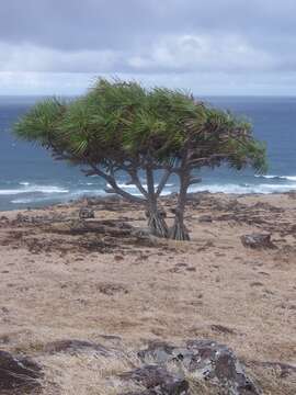 Image of Pandanus heterocarpus Balf. fil.