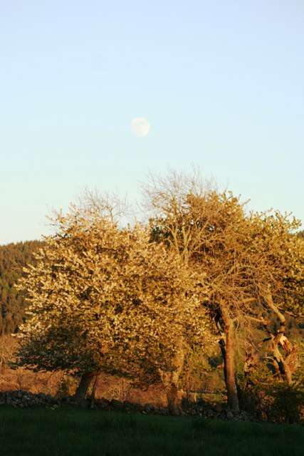 Image of gean, wild cherry