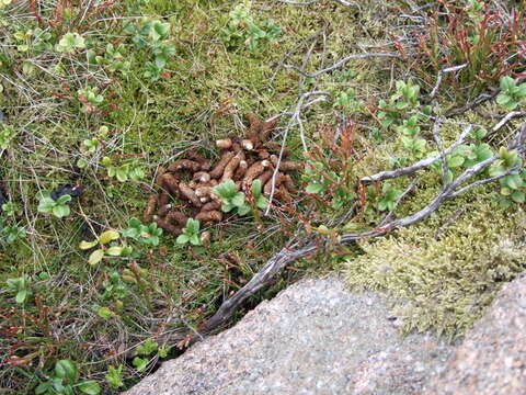 Слика од Lagopus lagopus scotica (Latham 1787)